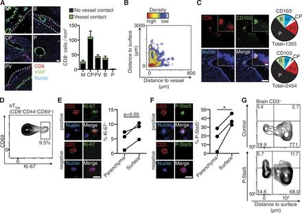 Brain-resident memory T cells represent an autonomous cytotoxic barrier to viral infection