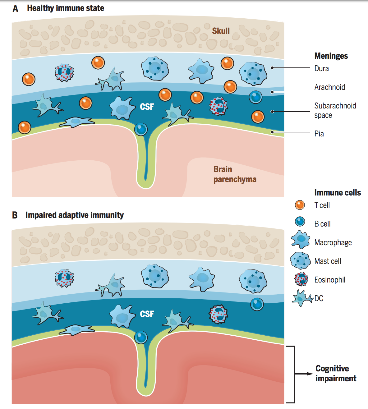 Multifaceted interactions between adaptive immunity and the central nervous system.