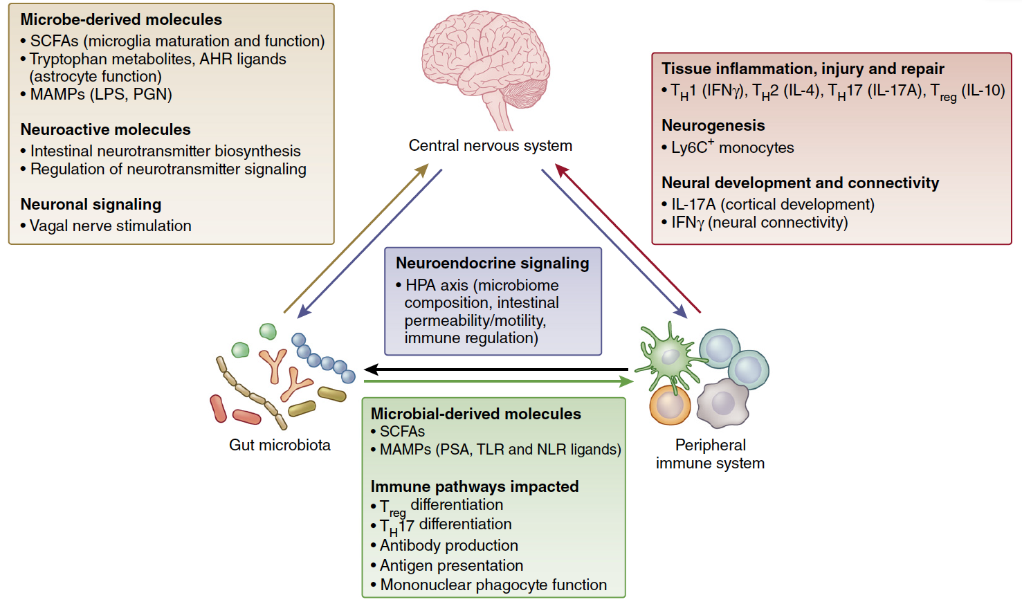Interactions between the microbiome, immune and nervous systems in health and disease