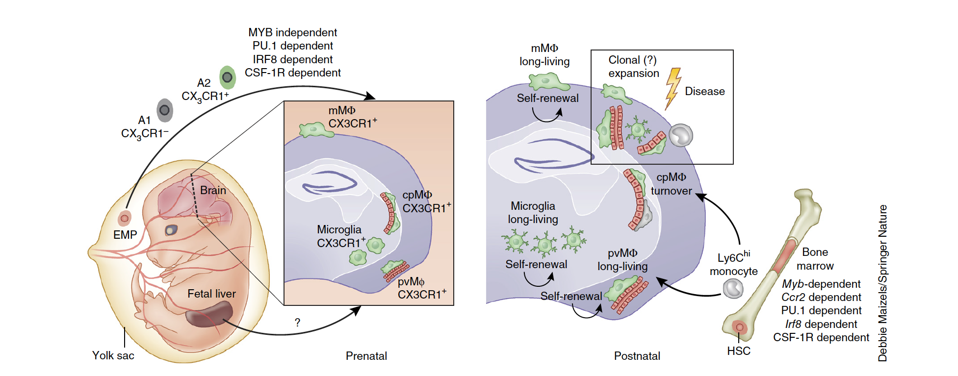 Ontogeny and homeostasis of CNS myeloid cells