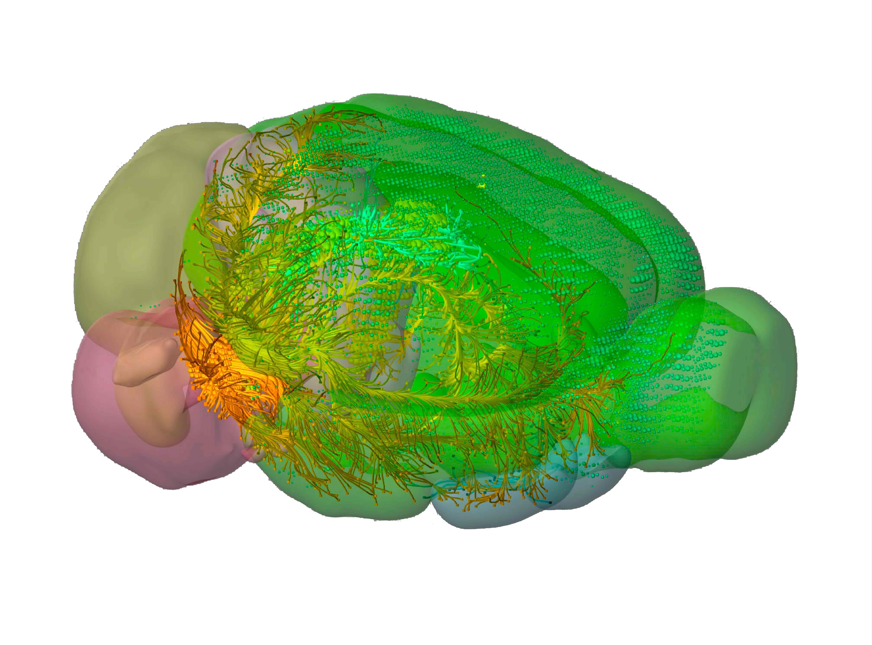 3D map of mouse neurons reveals complex connections