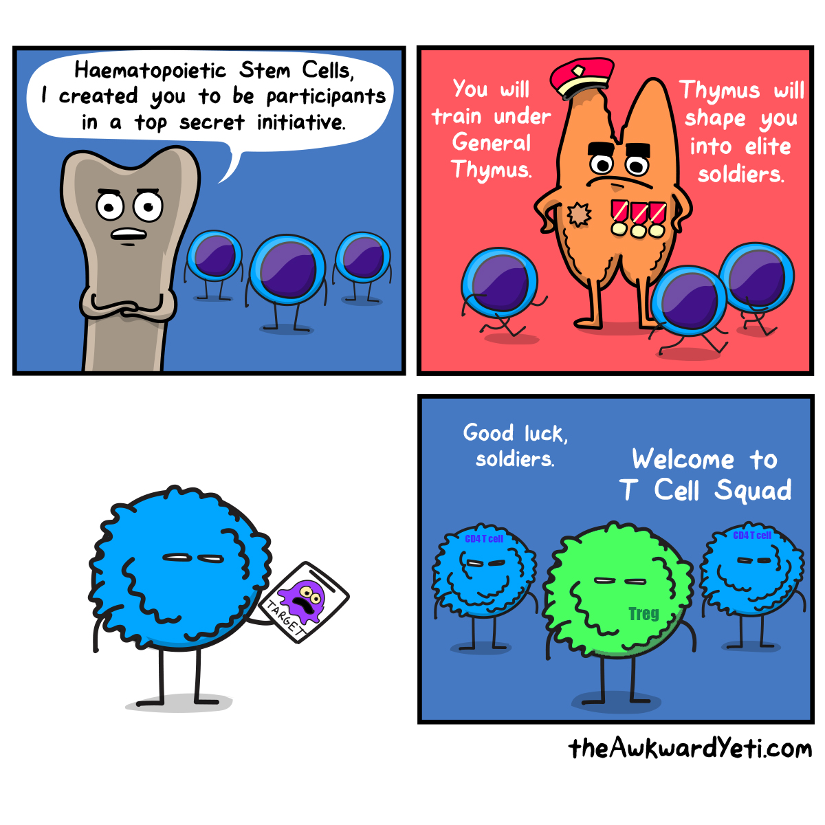 Central CD4 T cell tolerance: deletion versus Treg differentiation
