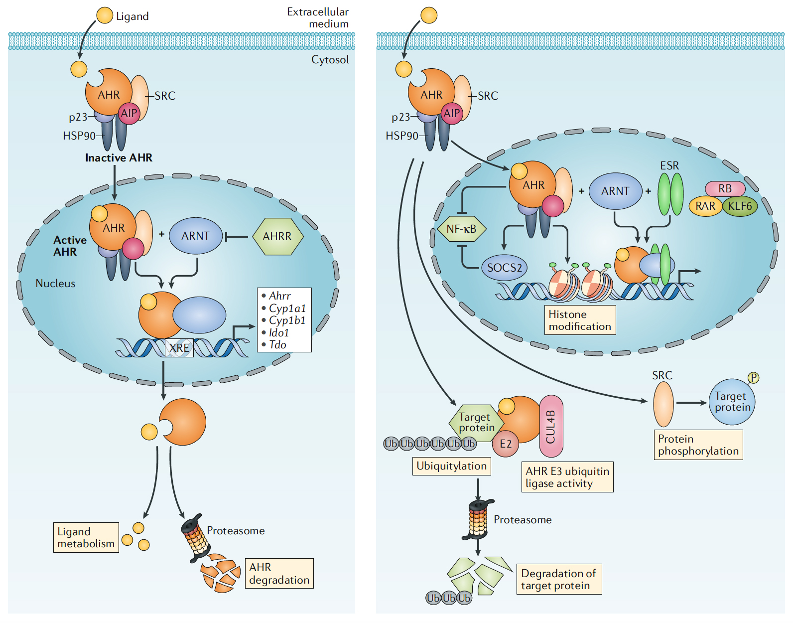 The aryl hydrocarbon receptor: an environmental sensor integrating immune responses in health and disease
