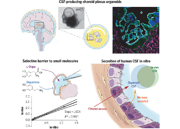 Human CNS barrier-forming organoids with cerebrospinal fluid production