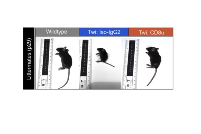 CD8+ T cell depletion prevents neuropathology in a mouse model of globoid cell leukodystrophy